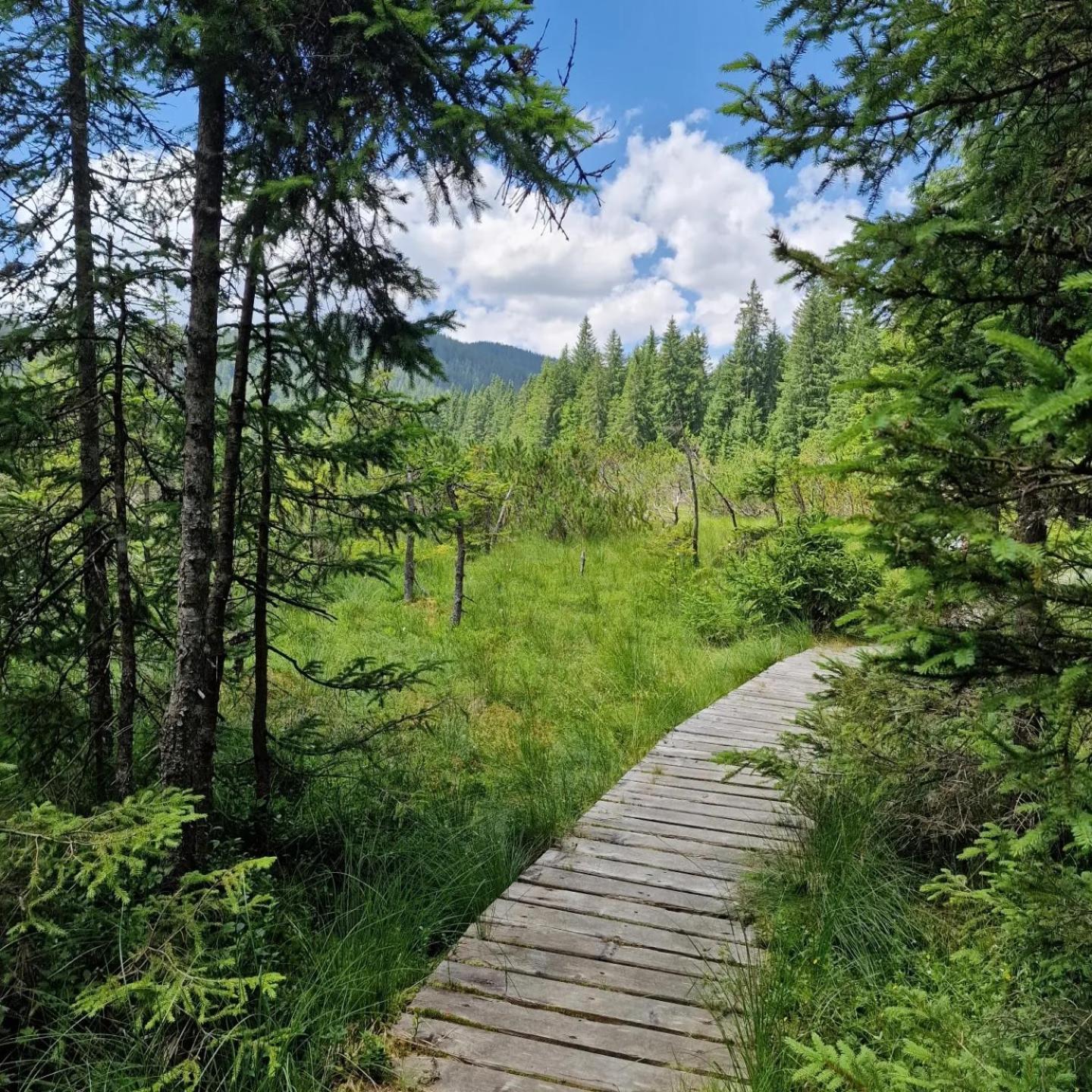 Forest Apartments Pokljuka Zgornje Gorje Eksteriør billede