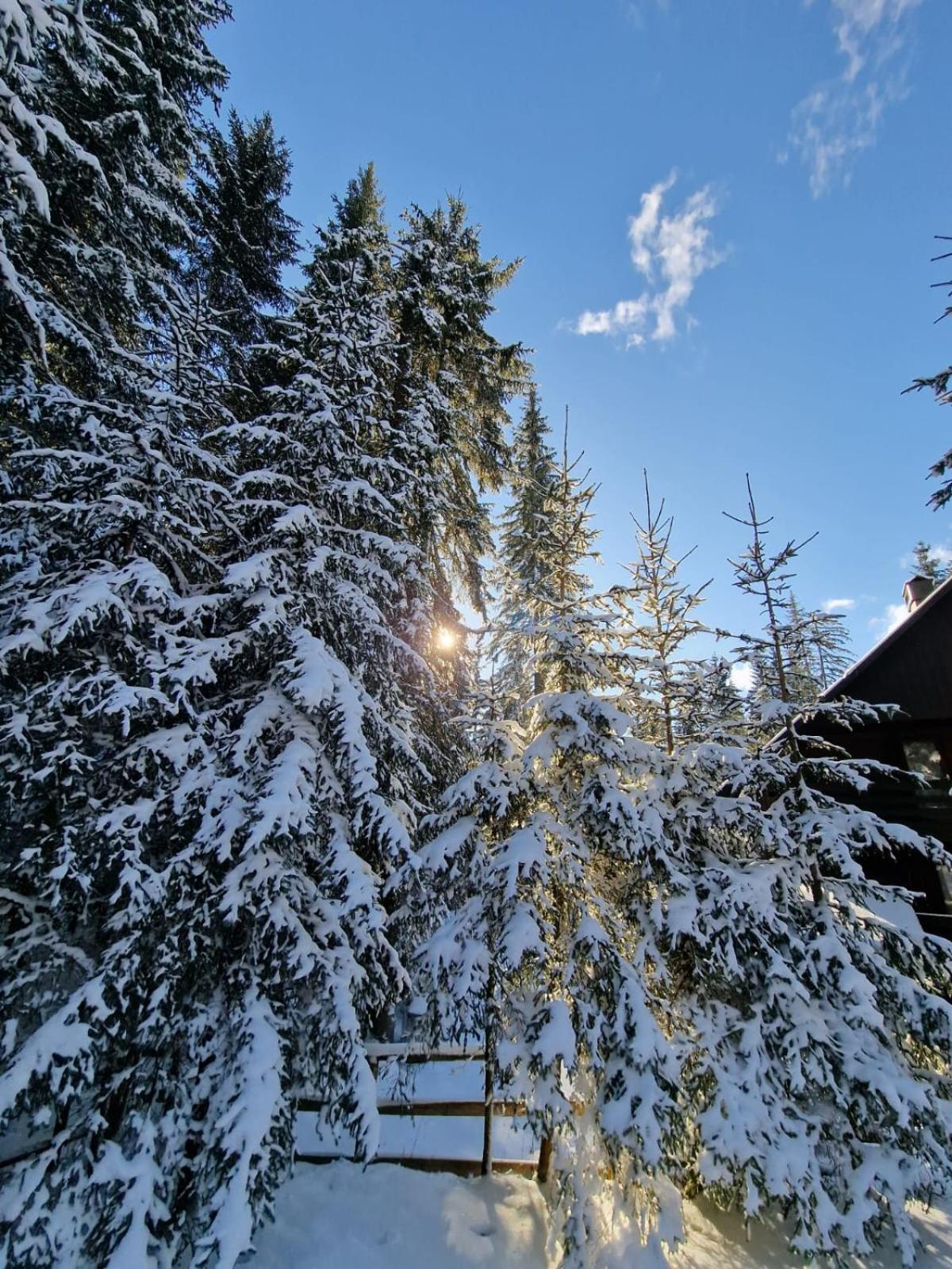 Forest Apartments Pokljuka Zgornje Gorje Eksteriør billede