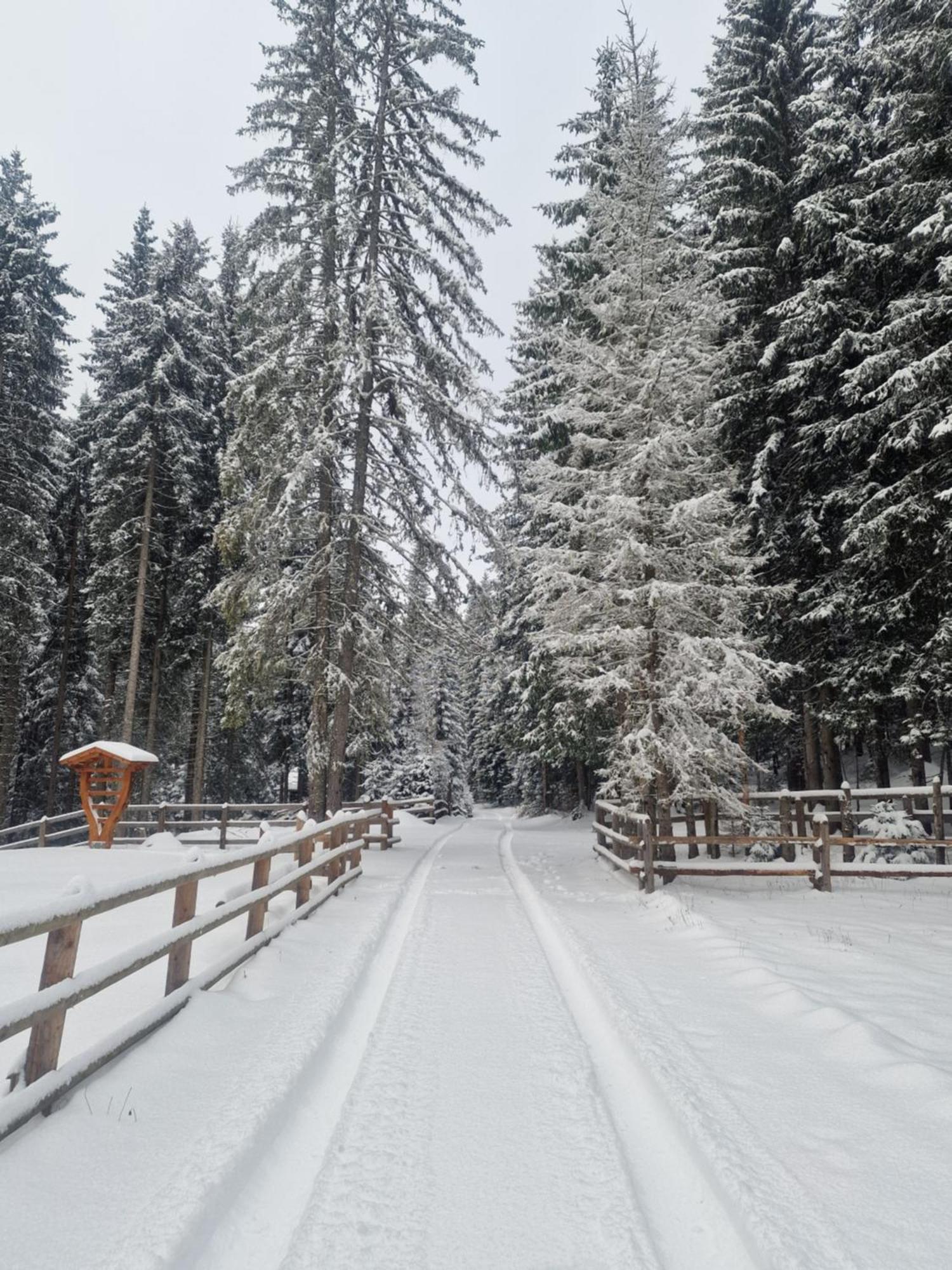 Forest Apartments Pokljuka Zgornje Gorje Eksteriør billede